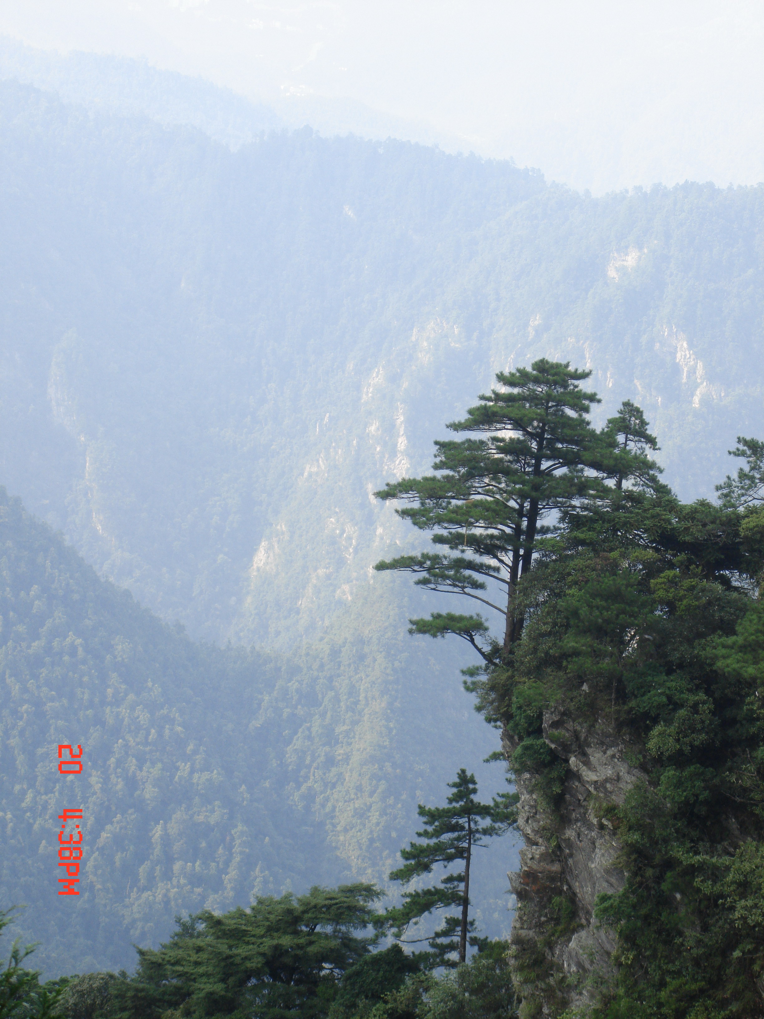 井冈山的松树，葱郁挺拔