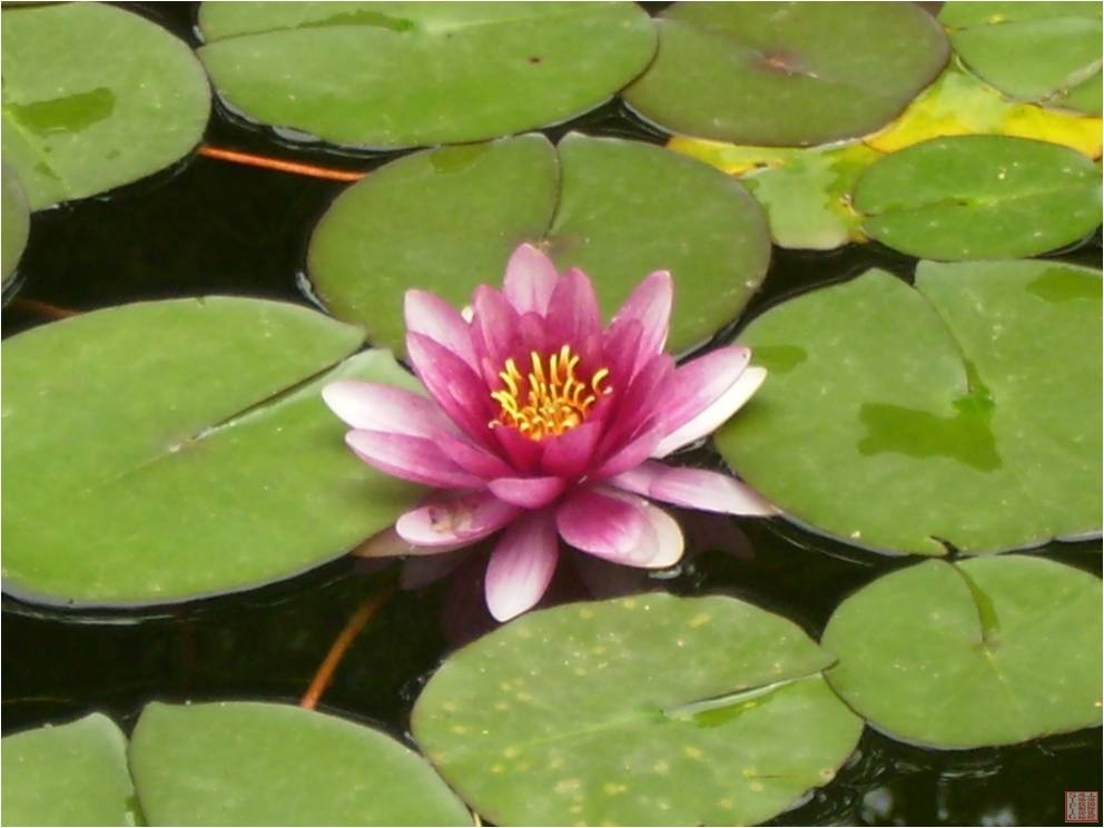 睡莲6.jpg 睡莲6.jpg